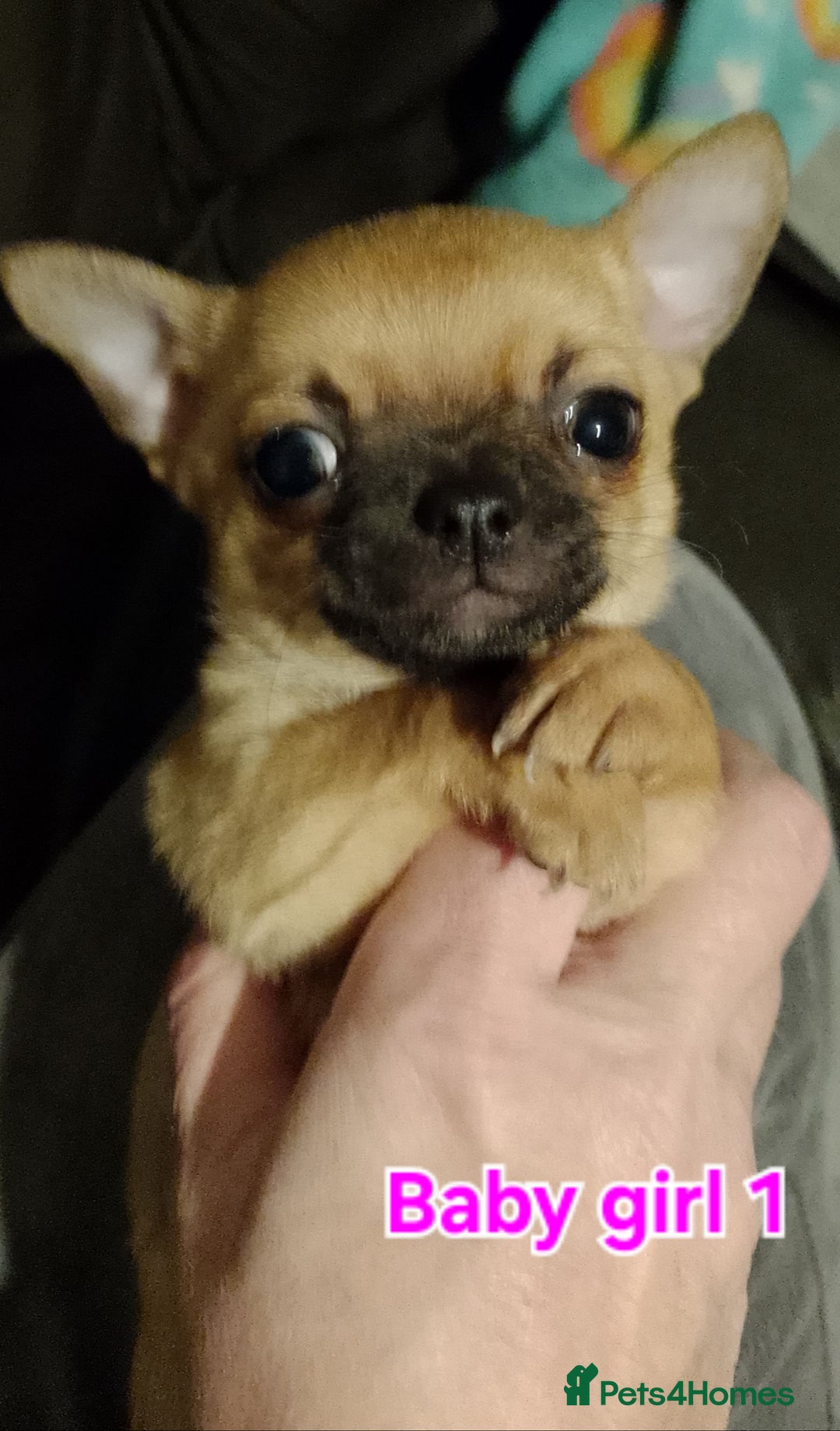 Chihuahua dogs for sale: Super tiny chihuahua girls for sale - Image 5