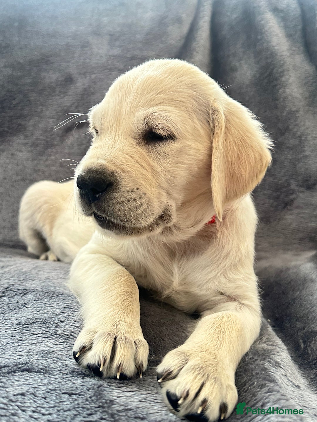Golden Retriever dogs for sale: KC REGISTERED GOLDEN RETRIEVER PUPS - Image 7