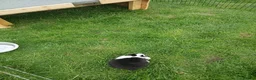 Mini Lop rabbits for sale: Mini lop boys - Advert 3