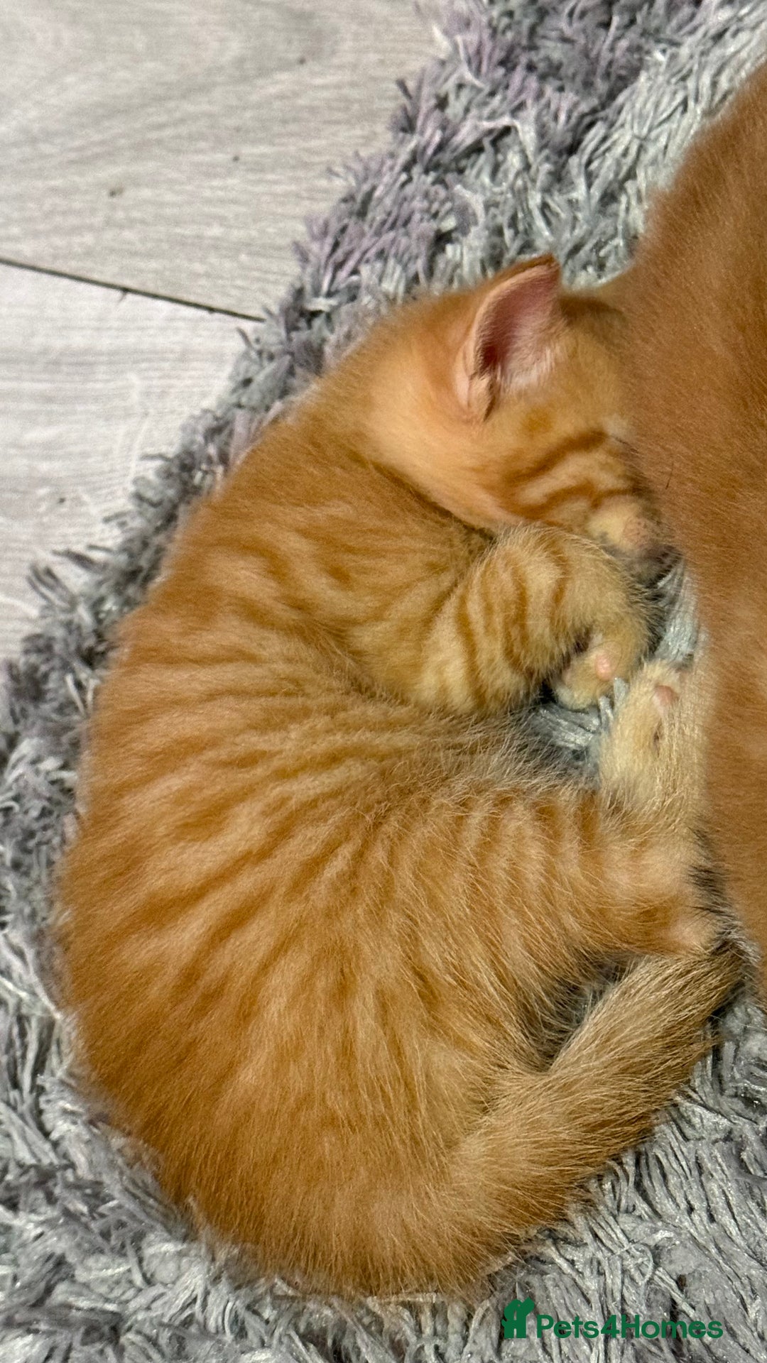 Maine Coon cats for sale: Ginger kittens - Advert 17