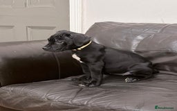 Cane Corso dogs for sale: Cane corso puppies - Advert 7