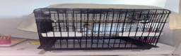 Budgerigars birds for sale: Blue 3 month and half old budgie 🤍 in Keighley - Advert 4