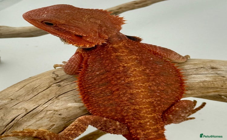 Bearded Dragon reptiles - Advert 3