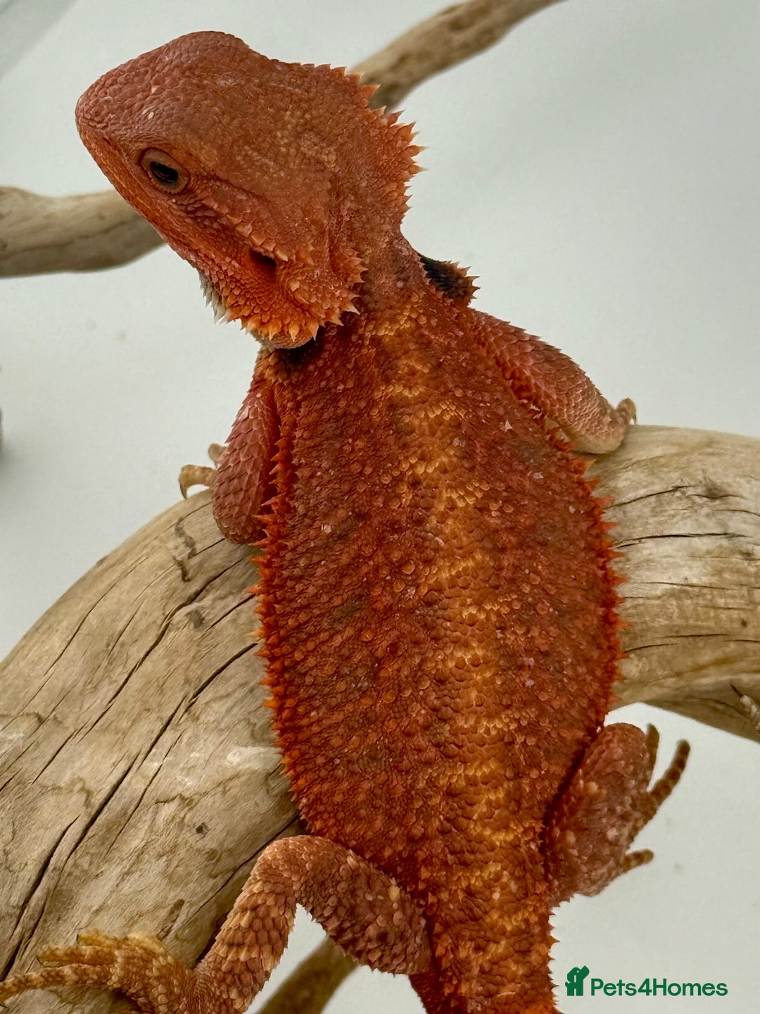 Bearded Dragon reptiles for sale: Bearded Dragon Red Monster - Image 1