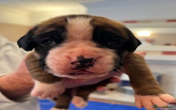 Boxer dogs for sale: Boxer Puppies from Health Testd Parents  - Image 3