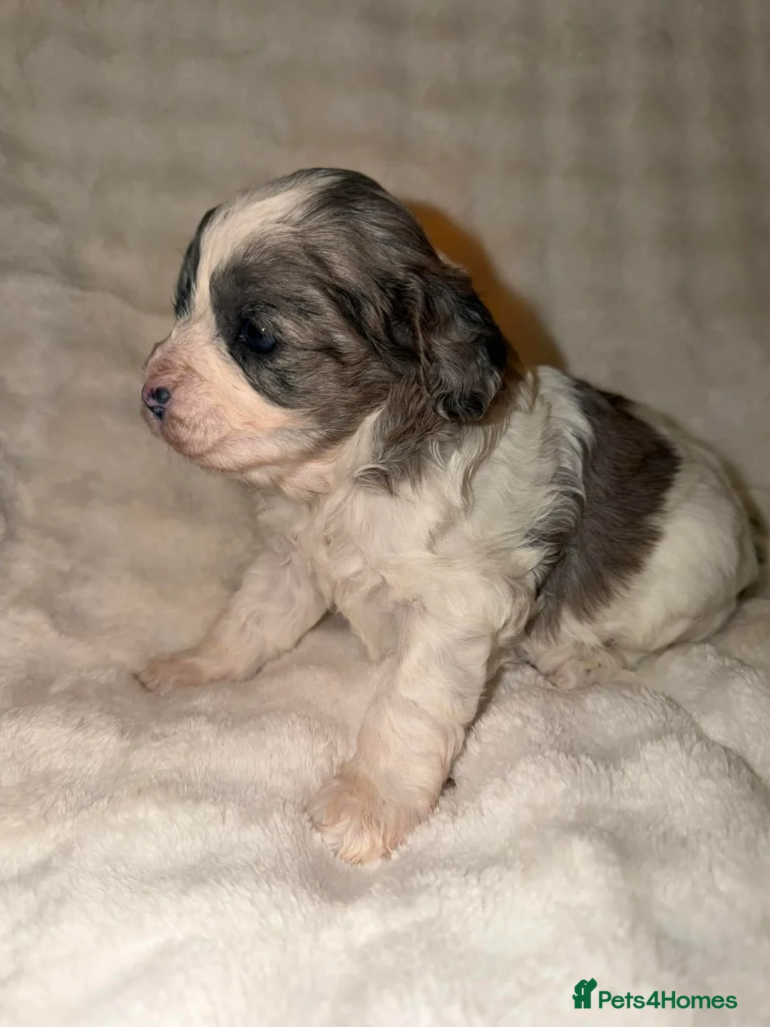 Cavapoo dogs for sale: Beautiful F1 Cavapoo rare merle puppies - Advert 7