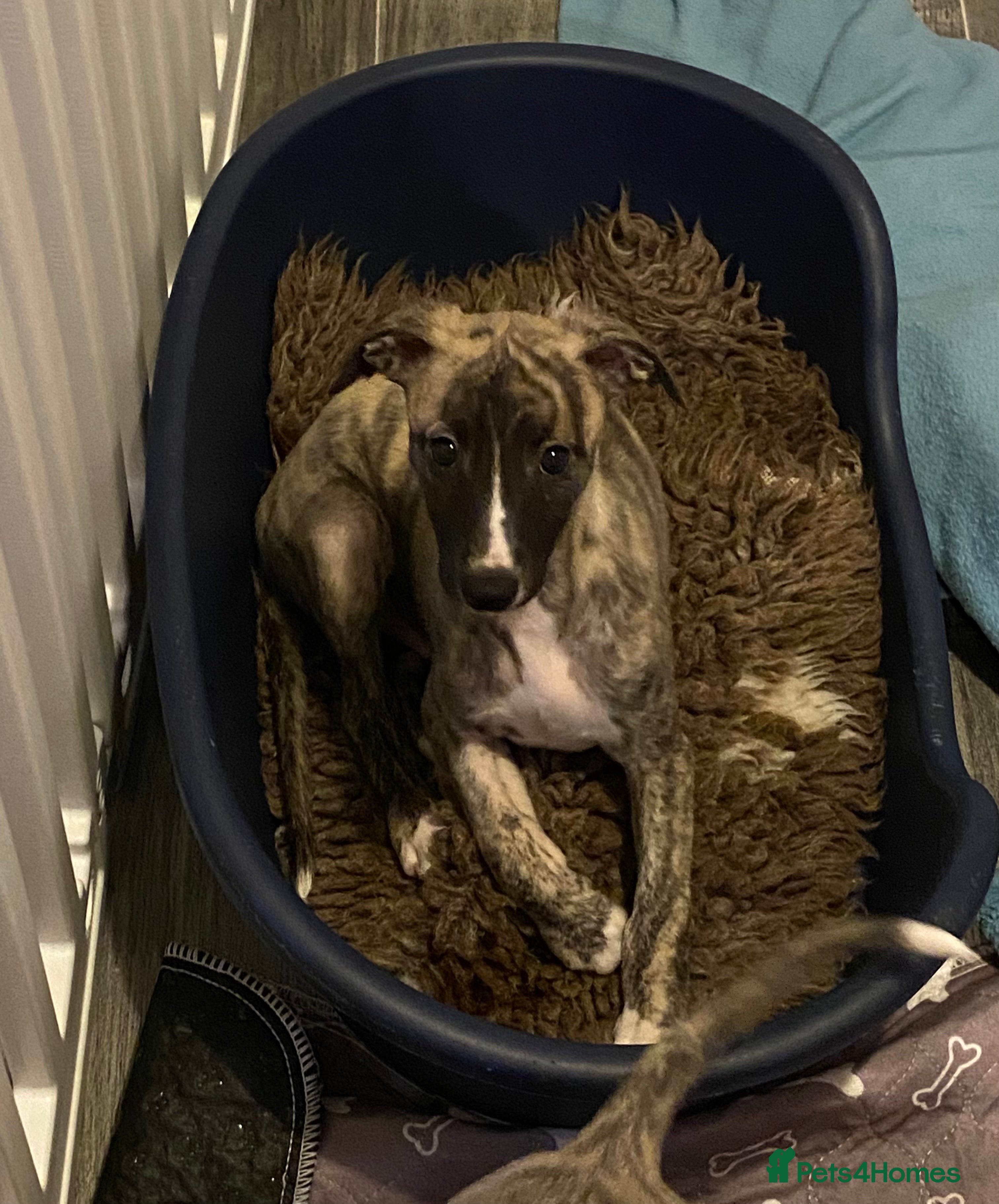 Whippet dogs 🐾✨ Exceptional Brindle Whippet Puppies✨🐾 - Advert 6