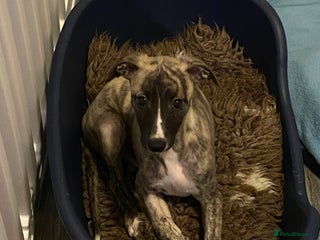Whippet dogs 🐾✨ Exceptional Brindle Whippet Puppies✨🐾 - Advert 6