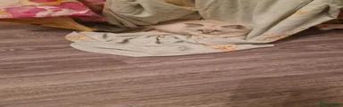 Ragdoll 2