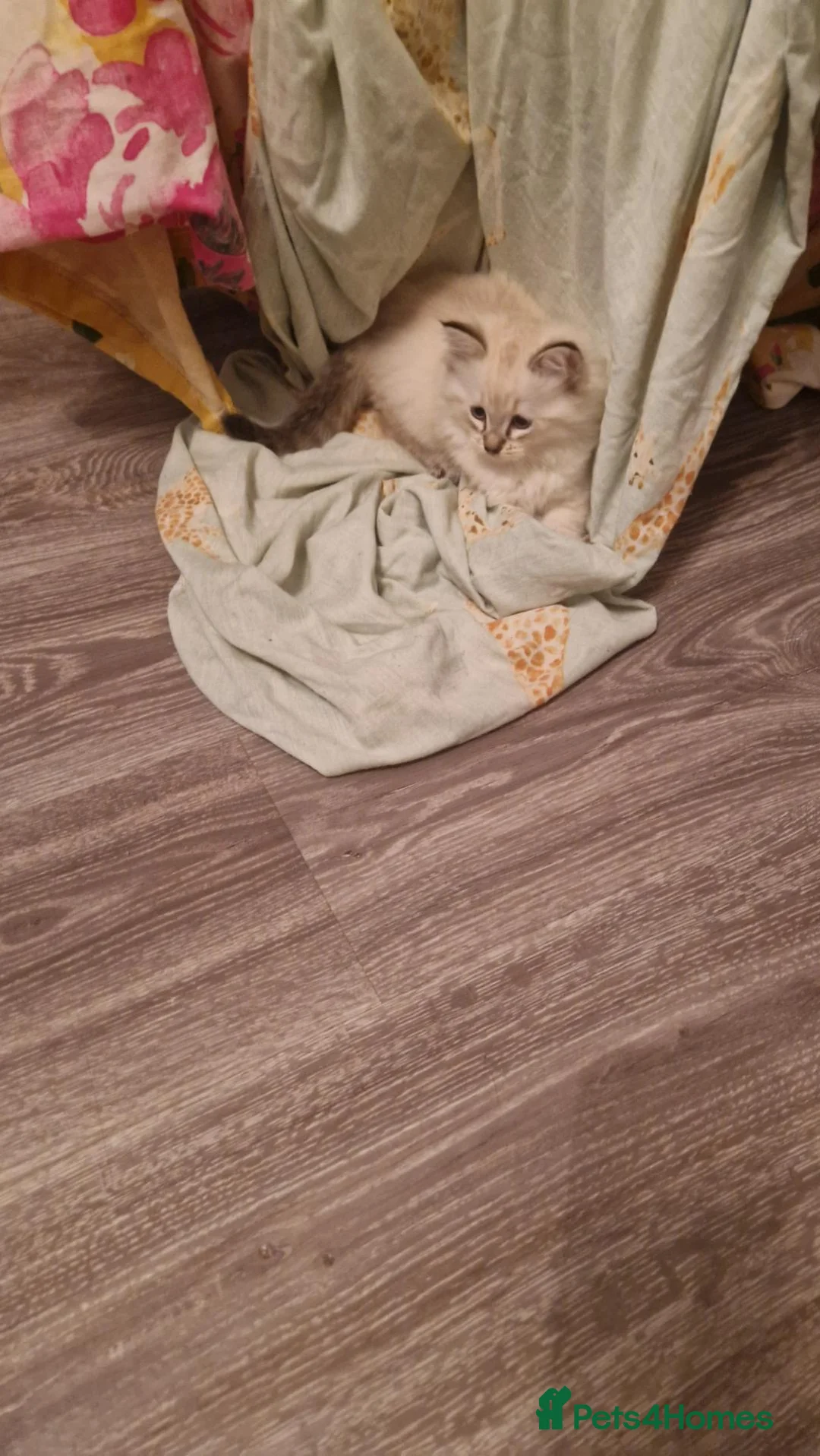 Ragdoll cats for sale: Ragdoll kittens - Advert 2