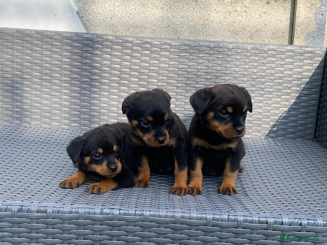 Rottweiler dogs for sale: Beautiful Rottweilers - Image 18