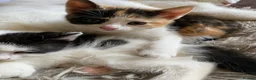 Mixed Breed cats for sale: Beautiful calico female  in Farnham - Advert 7