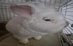 Lionhead rabbits for sale: Lionhead bunny  - Image 1