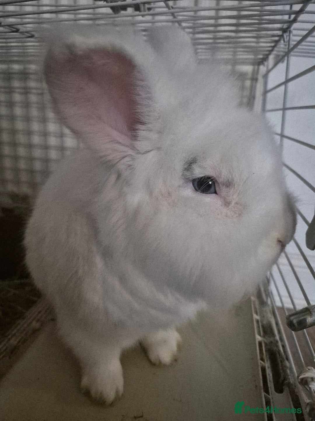 Lionhead rabbits for sale: Lionhead bunny  - Image 1