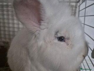 Lionhead rabbits for sale - Advert 1