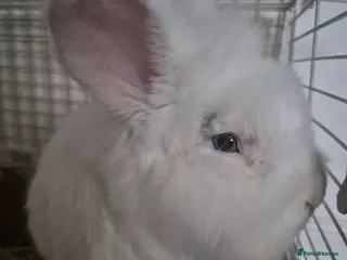 Lionhead rabbits Lionhead bunny - Advert 10