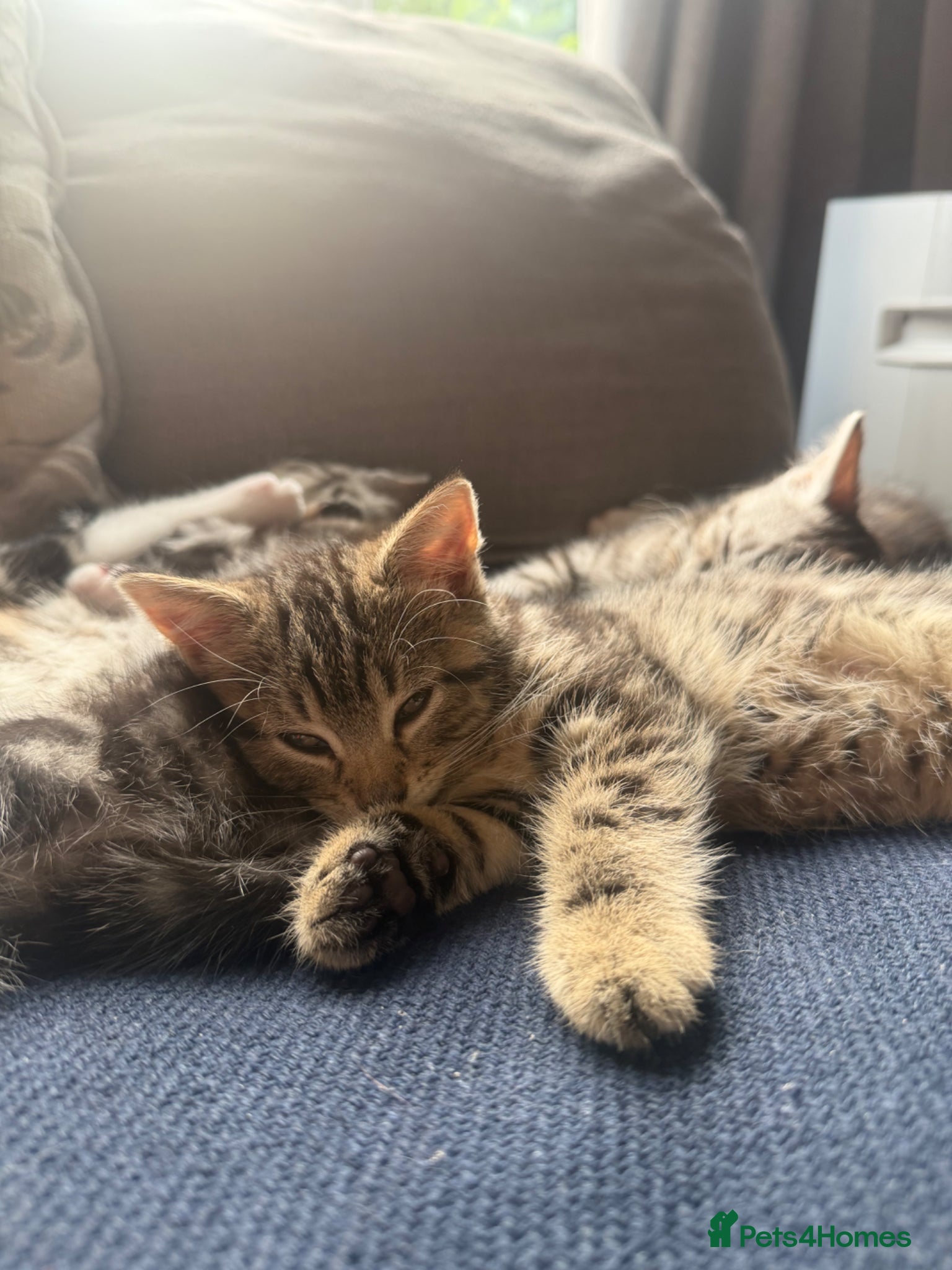Mixed Breed cats Kittens for sale (Ready to go) - Advert 9