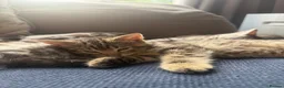 Mixed Breed cats for sale: Kittens for sale (Ready to go) in Tamworth - Advert 1