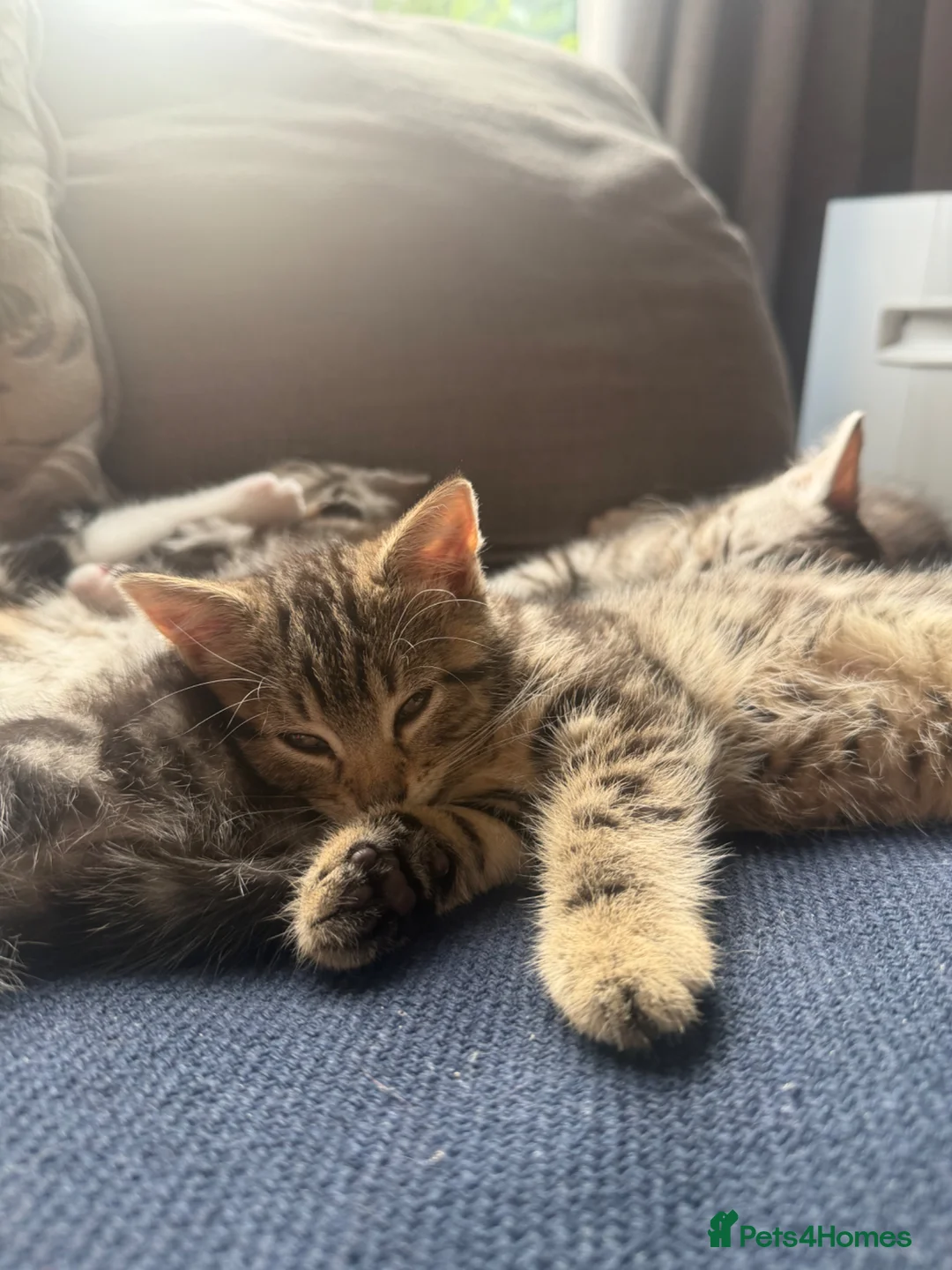 Mixed Breed cats for sale: Kittens for sale (Ready to go) in Tamworth - Advert 1