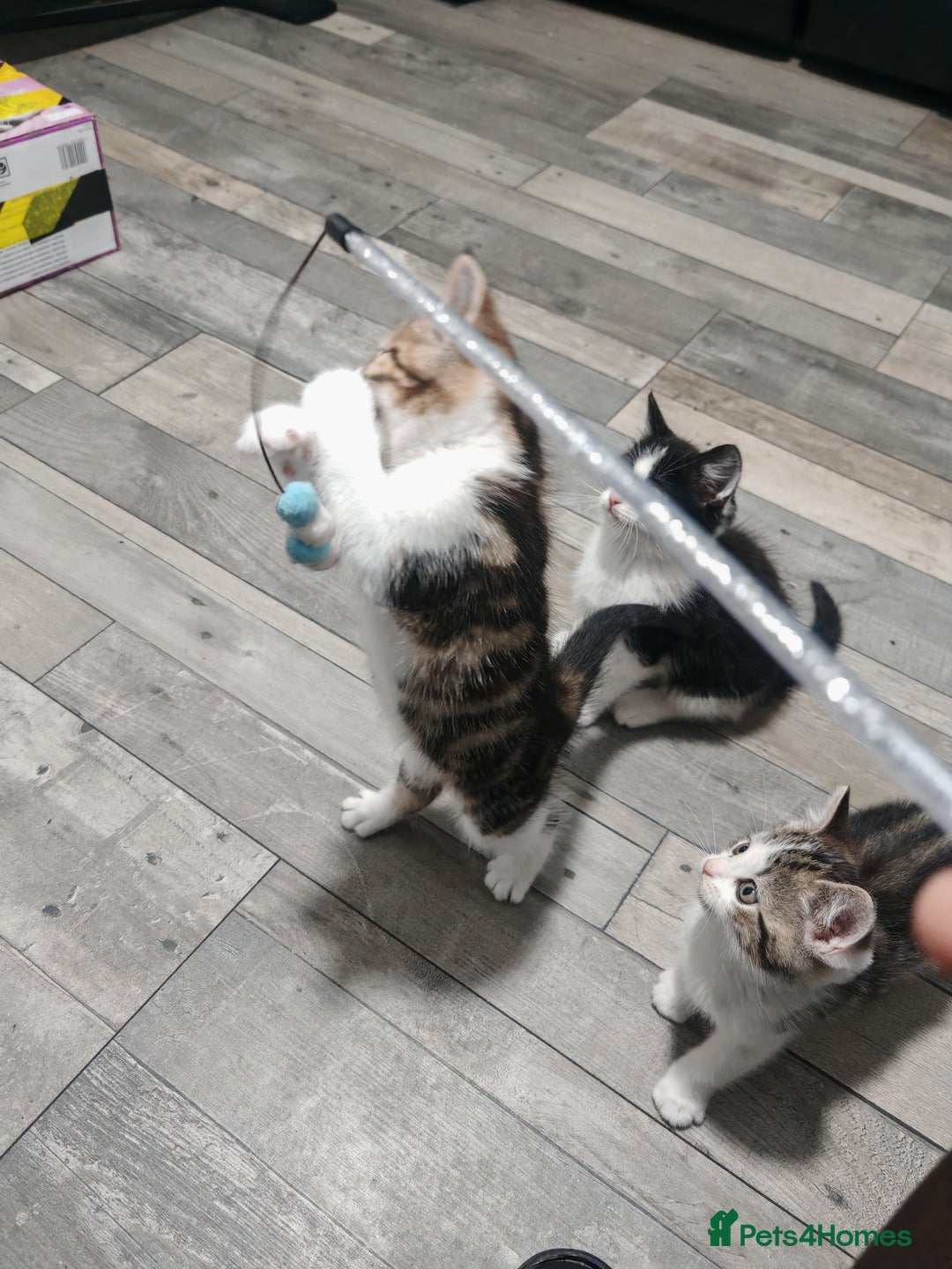 Mixed Breed cats for sale: Kittens for sale!  - Advert 9