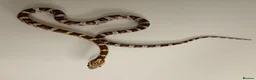 Corn Snake reptiles for sale: Corn Snakes Available UKCB25 - Advert 8