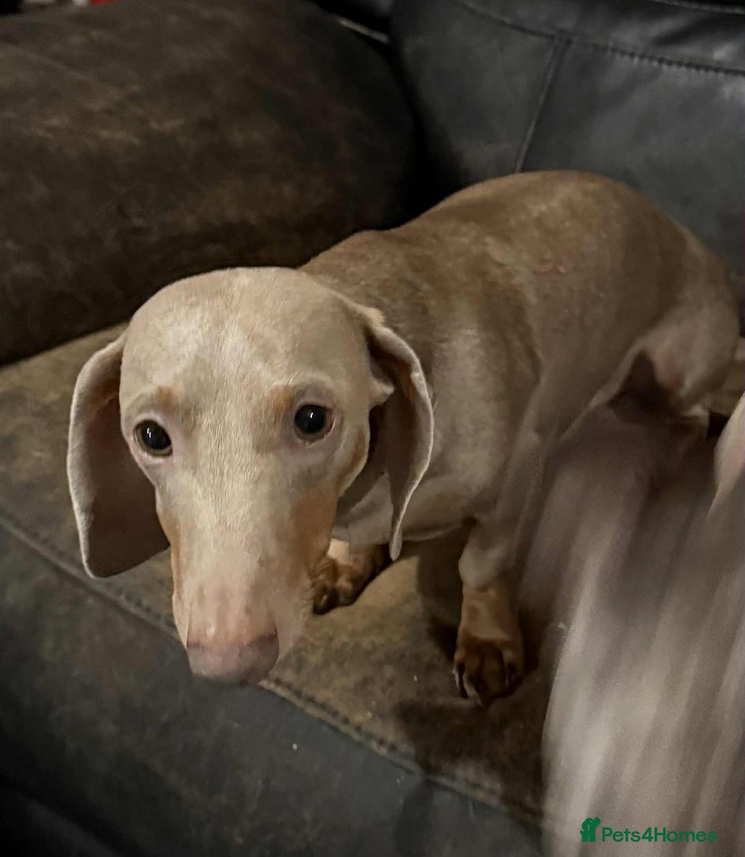 Mixed Breed dogs for sale: Last little lady  - Advert 3