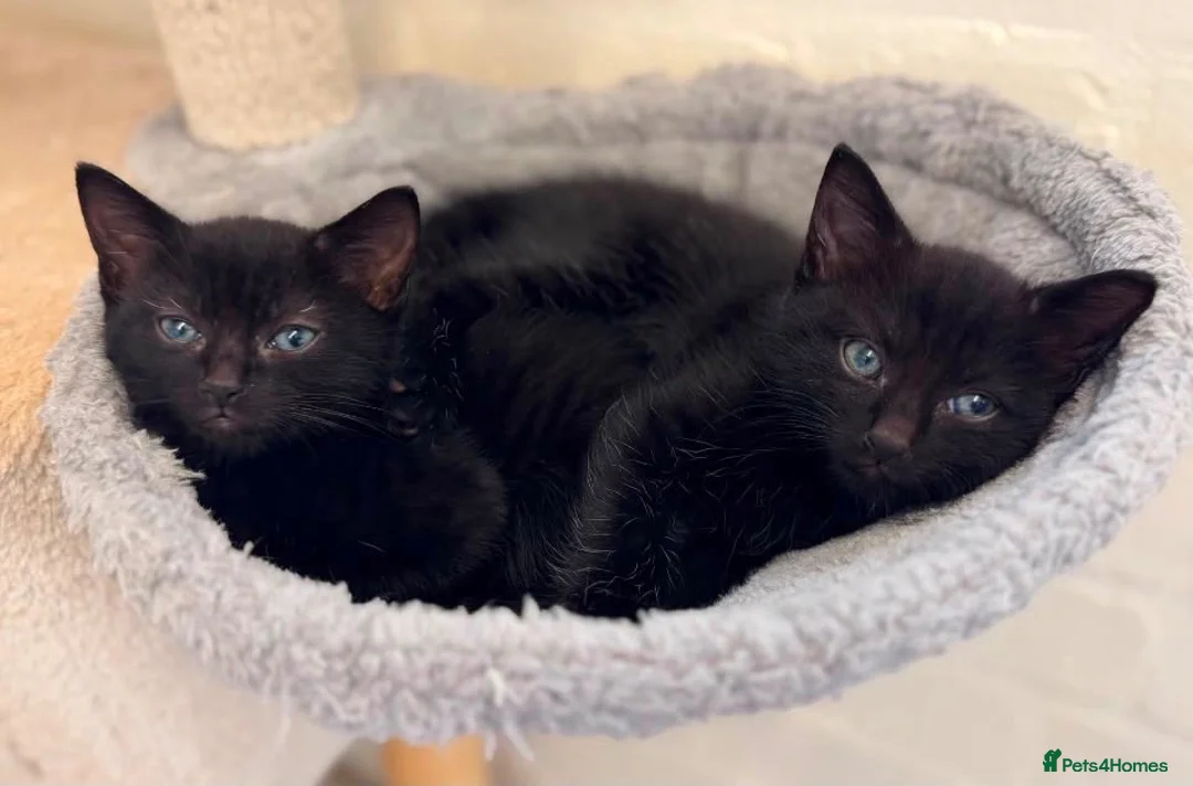 Mixed Breed cats for sale: ⭐️2 Beautiful Kittens Ready Now⭐️ in Evesham - Advert 2