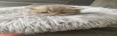 Brazilian Shorthair 5