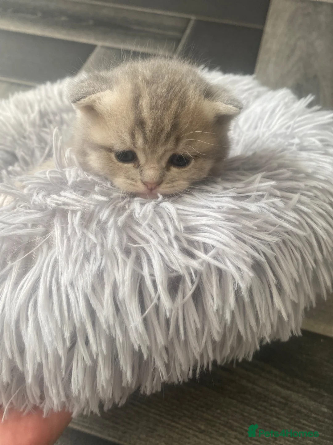 Brazilian Shorthair cats for sale: Beautiful bsh kittens blue and lilac - Advert 28