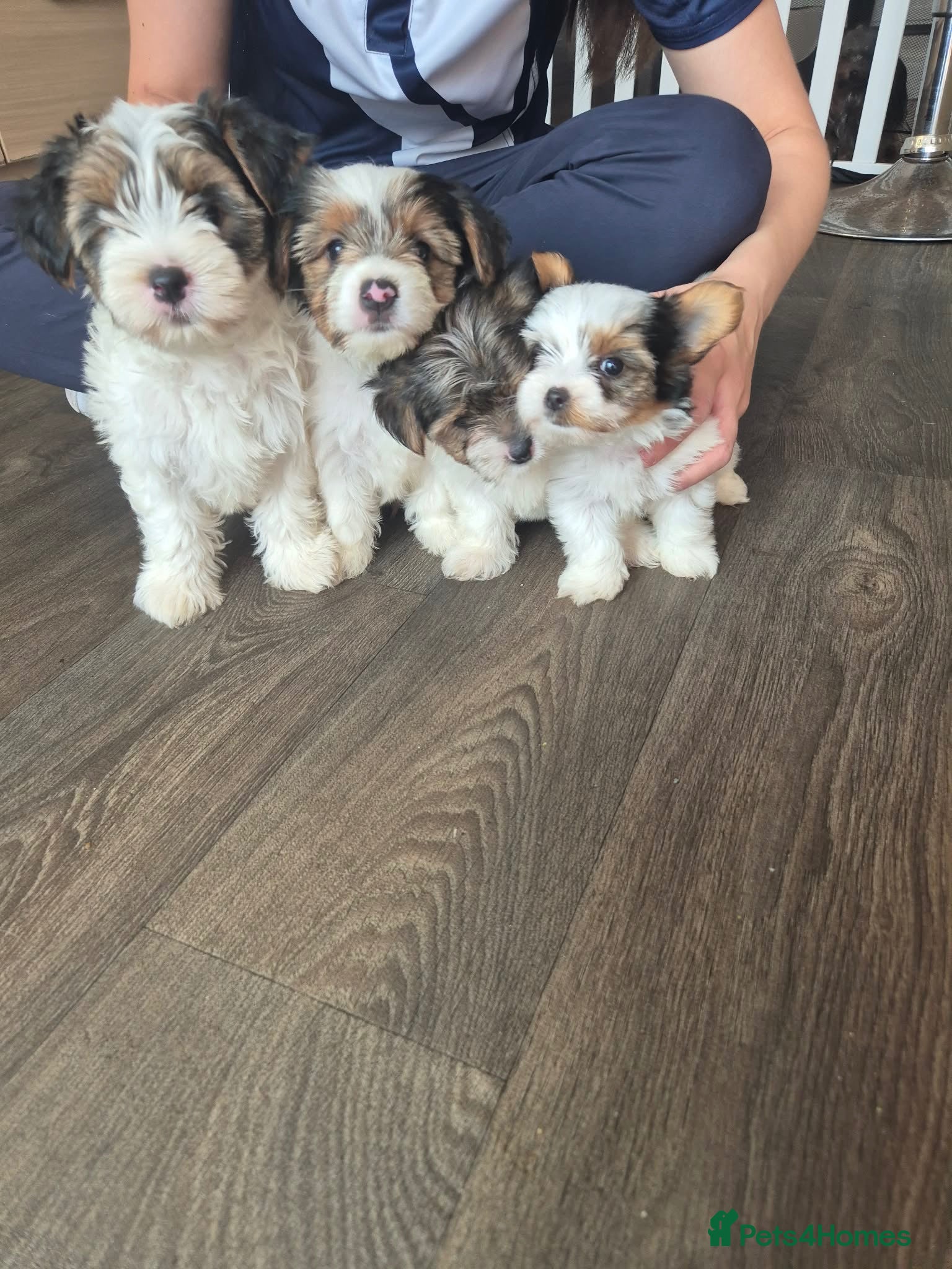 Biewer Terrier dogs 4 beautiful Yorkshire Biewer terrier puppies - Advert 11