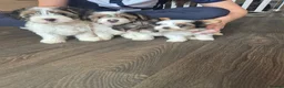 Biewer Terrier dogs for sale: 4 beautiful Yorkshire Biewer terrier puppies in Blackpool - Advert 1