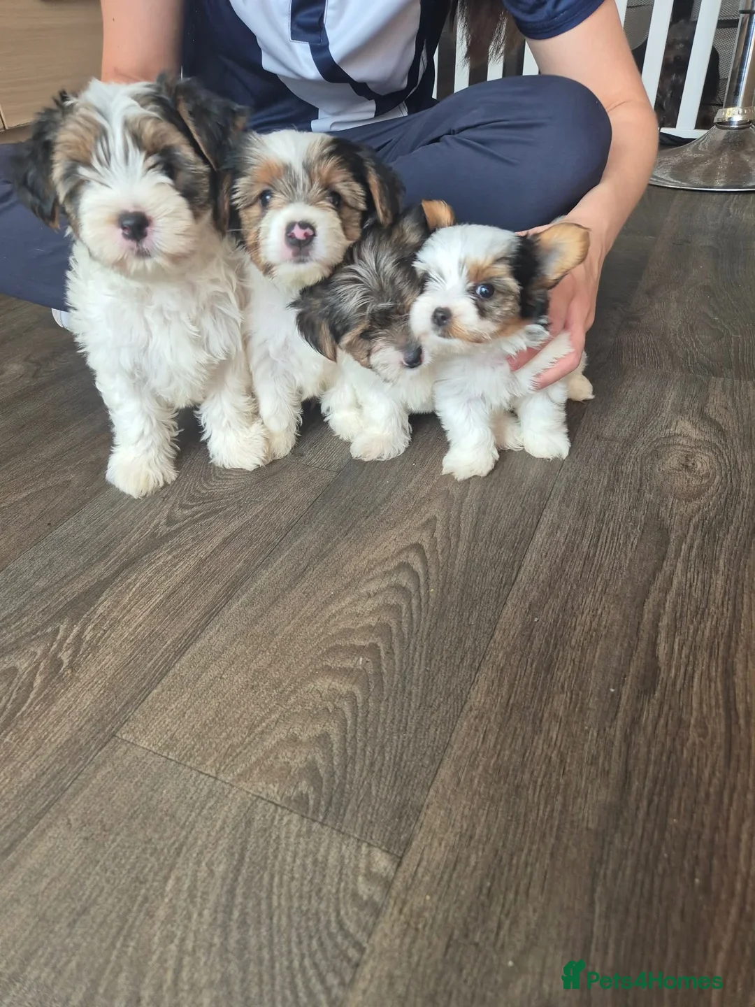Biewer Terrier dogs for sale: 4 beautiful Yorkshire Biewer terrier puppies in Blackpool - Advert 1