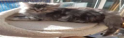 Persian cats for sale: Chocolate Box Kittens - Advert 8