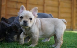 French Bulldog dogs for sale: Exceptional KC Fluffy French Bulldog Puppies - Image 19