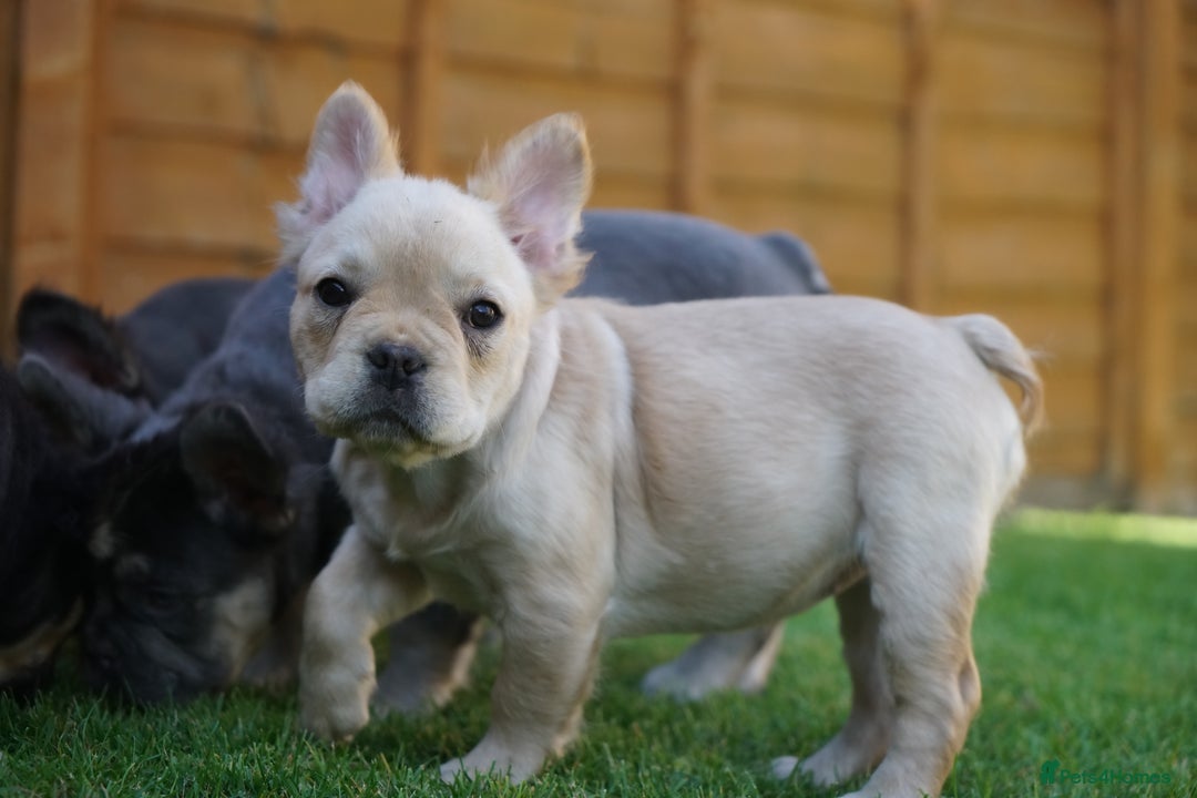French Bulldog dogs for sale: Exceptional KC Fluffy French Bulldog Puppies - Image 19