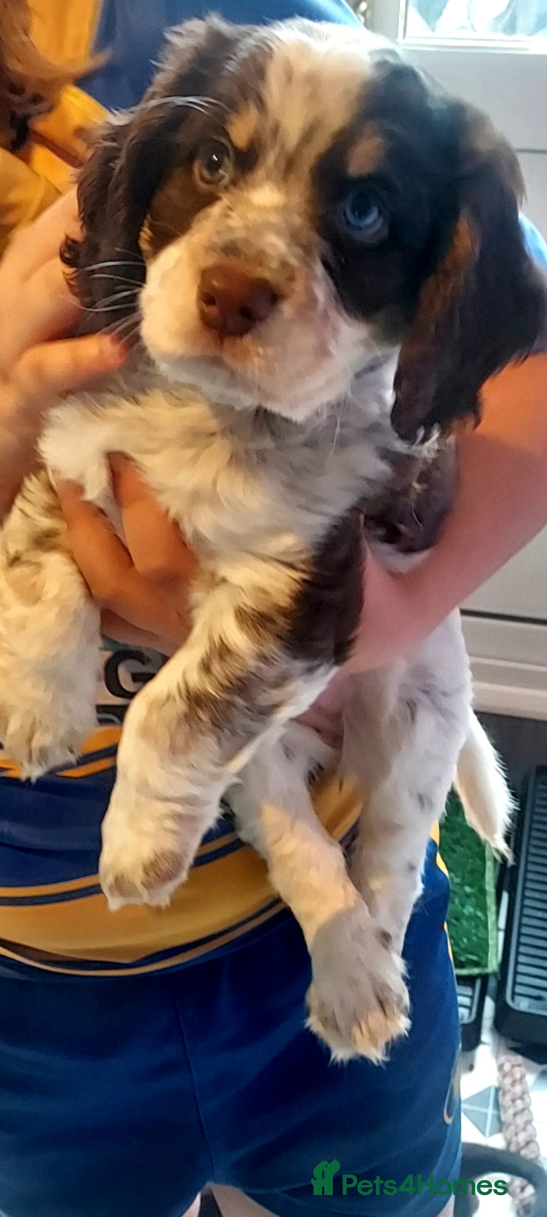 Cocker Spaniel dogs for sale: One tri colour girl looking for forever home - Image 5