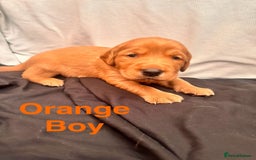 Labrador Retriever dogs for sale: Stunning Labrador Puppy's ( 4 girls, 3 boys ) - Image 20