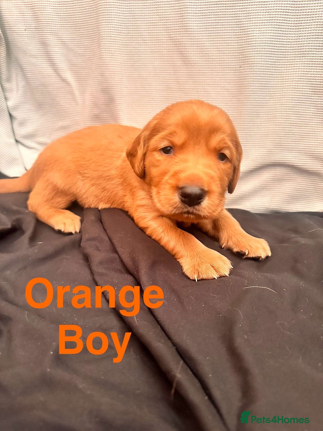Labrador Retriever dogs for sale: Stunning Labrador Puppy's ( 4 girls, 3 boys ) - Image 20