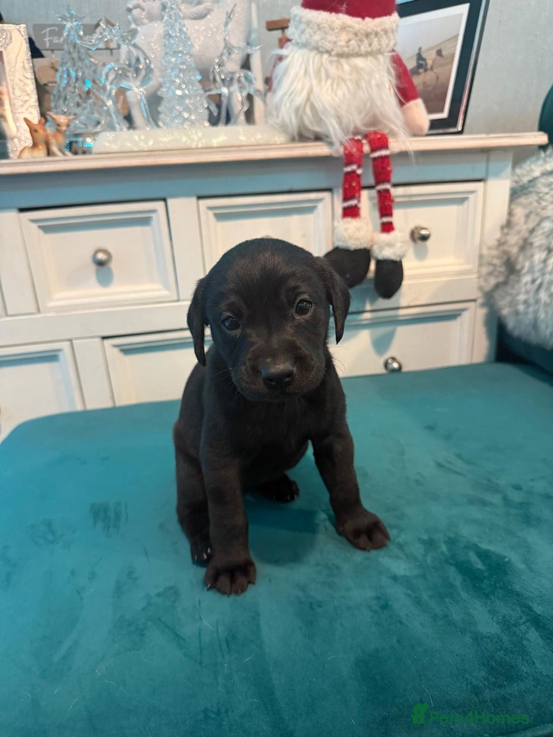 Labrador Retriever dogs for sale: KC Registered Labrador Retriever Puppies  - Advert 15