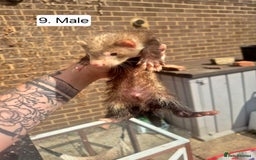 Ferret rodents for sale: Ferret kits - Image 11