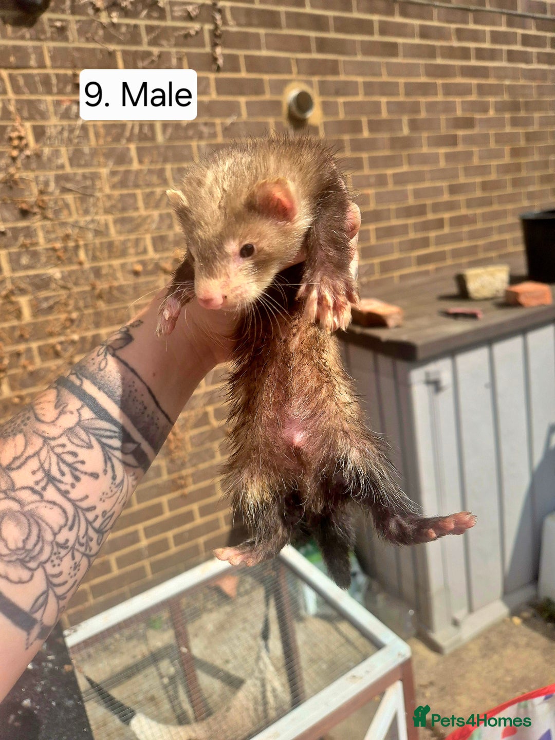 Ferret rodents for sale: Ferret kits - Image 11