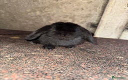 Mini Lop rabbits for sale: 2 beautiful does - Image 2