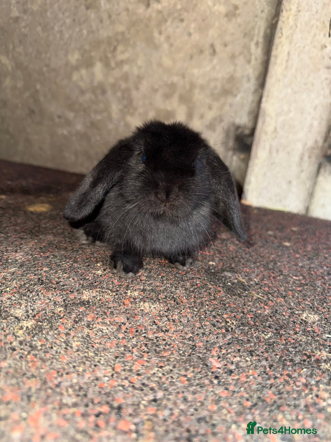 Mini Lop rabbits for sale: 2 beautiful does - Image 2