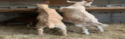 Goats livestock for sale: Goats - Nanny Kid and Whether - Advert 1