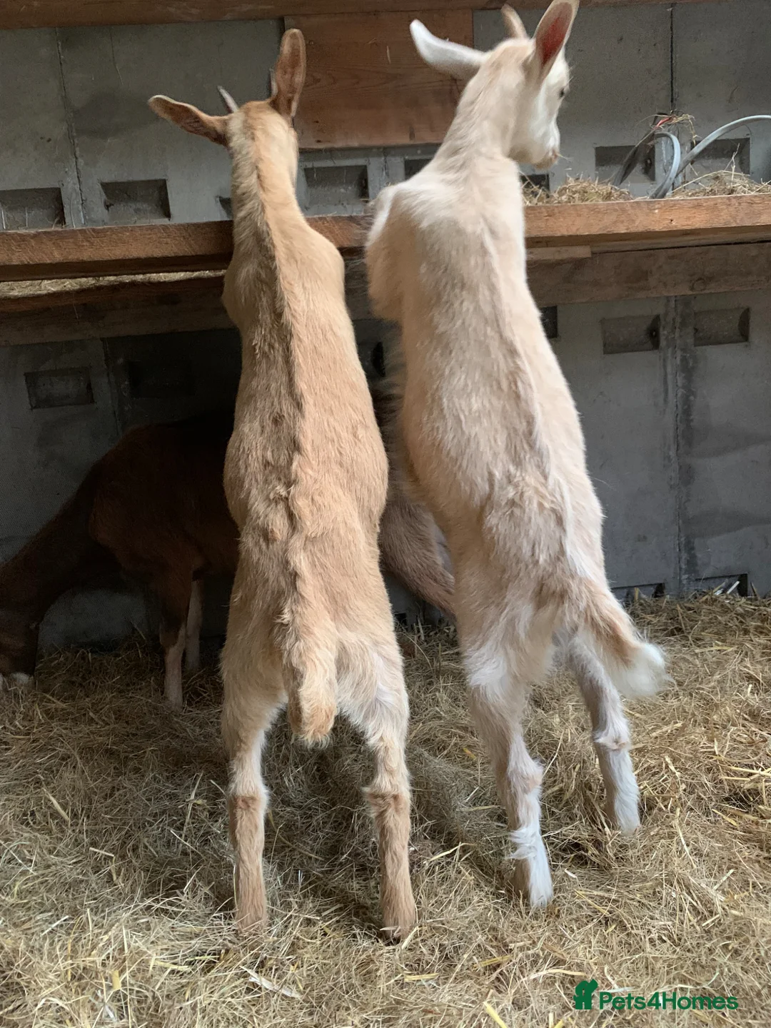 Goats livestock for sale: Goats - Nanny Kid and Whether - Advert 1
