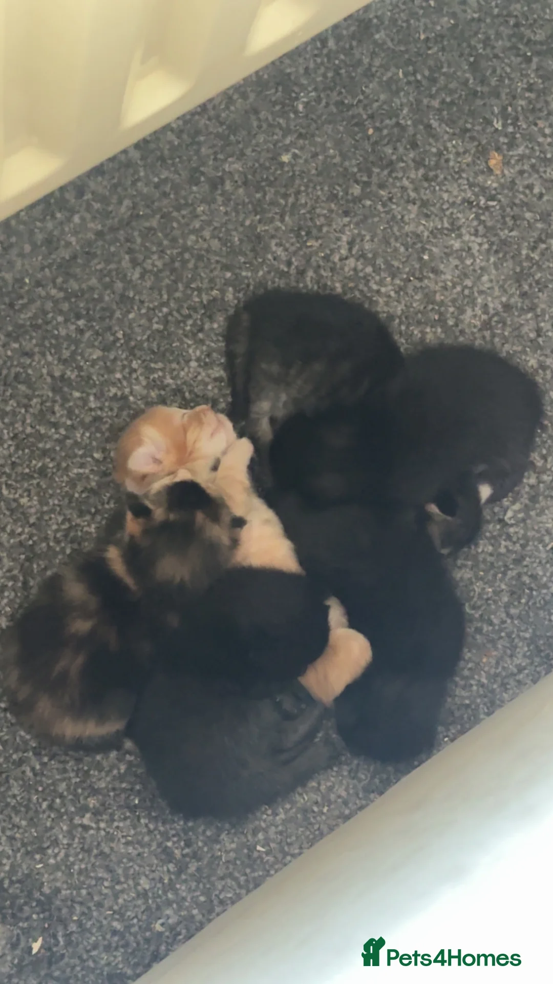Bengal cats for sale: Kittens  - Advert 8