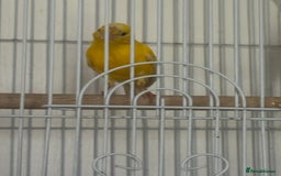 Canaries birds for sale: Yellow canary male and female  - Image 5
