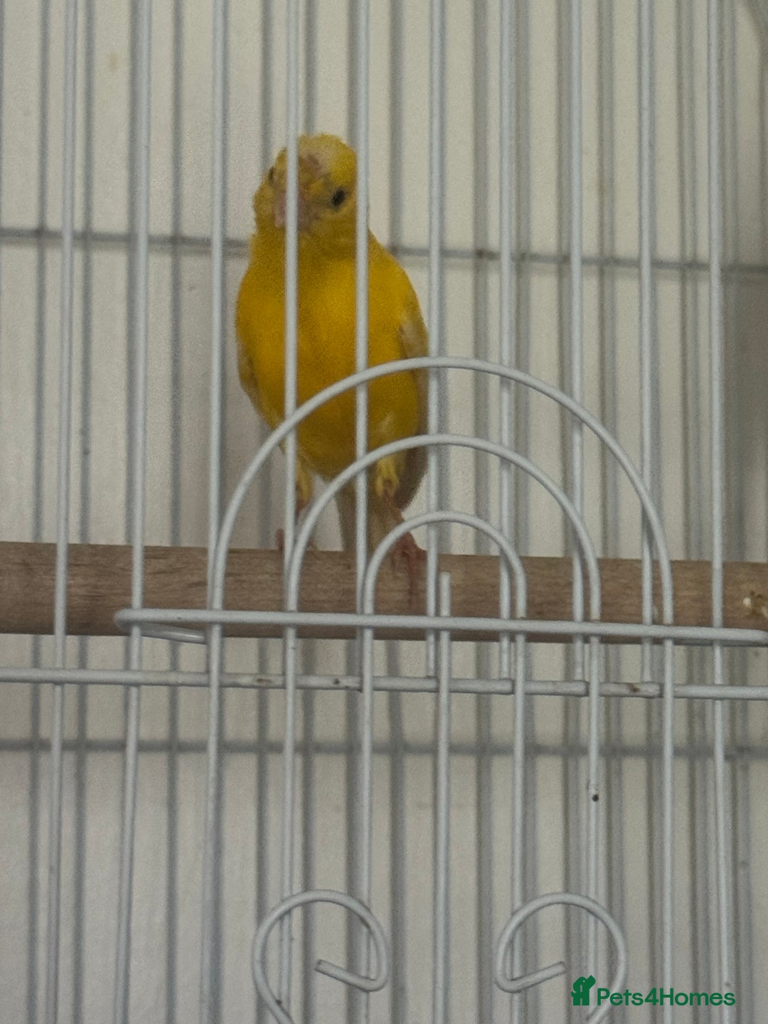 Canaries birds for sale: Yellow canary male and female  - Image 5