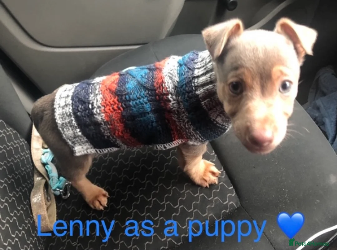 Jack Russell dogs for stud: Lenny Son of Much Wenlock Louie in Wokingham - Advert 16
