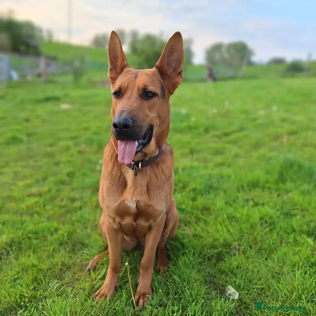 Chinese Red Dog dogs for sale: Red & Frank Pair Looking for a Loving Country Home - Advert 12